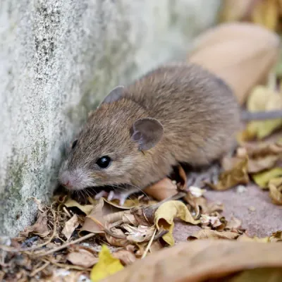 mouse next to a house