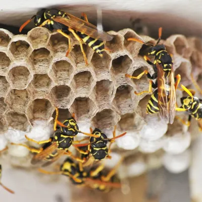 wasp nest