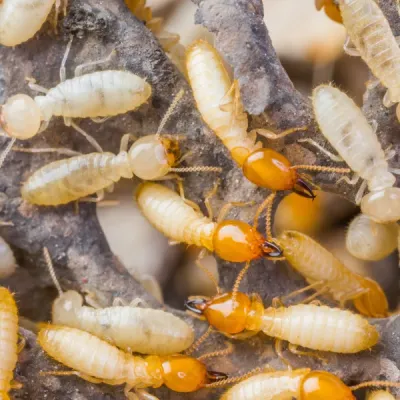 termites on wood