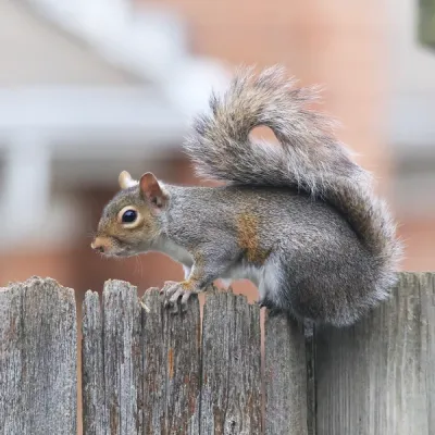squirrel on a fence