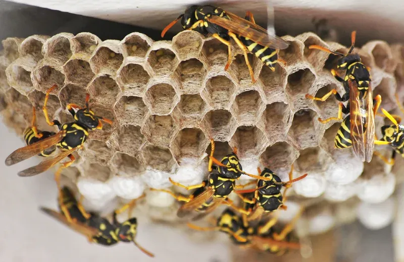 wasp nest