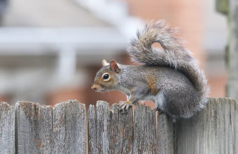squirrel on a fence