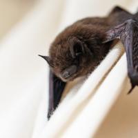 Close-up image of bat