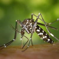 Close-up of mosquito biting skin