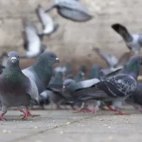 pigeons