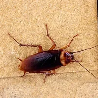 roach