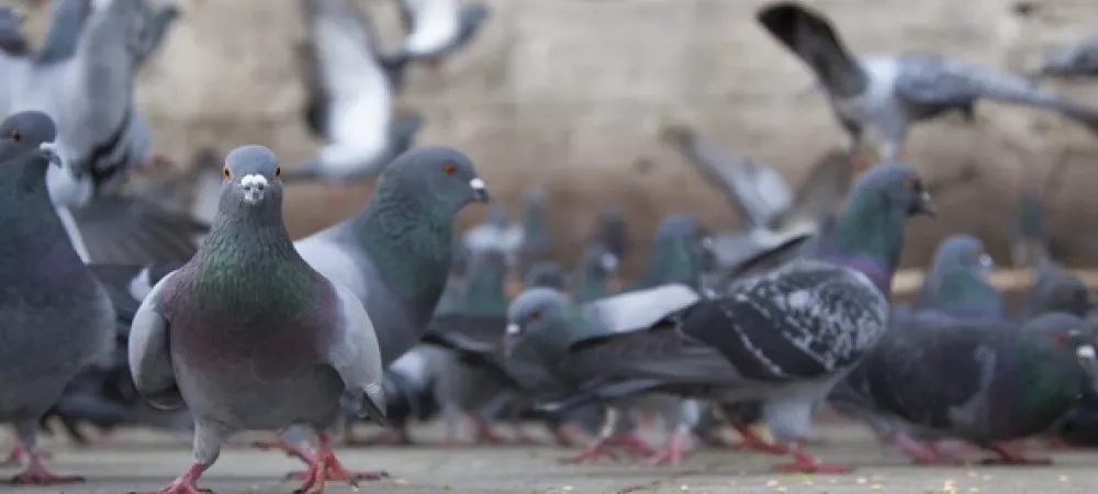 pigeons