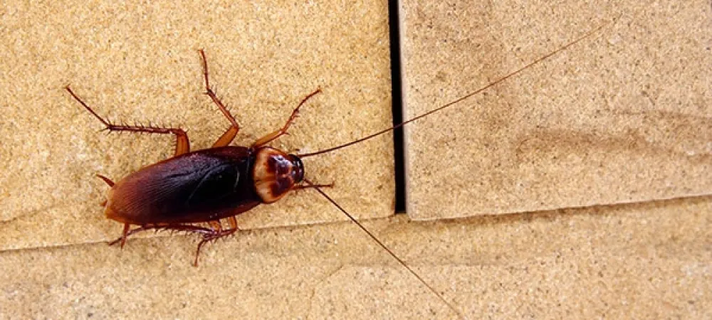 roach