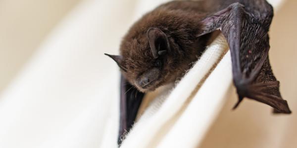 Close-up image of bat